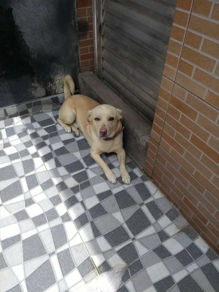 Cachorro raça Srd idade 4 anos nome Alvin