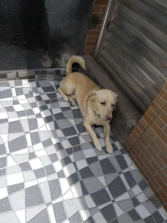 Cachorro raça Srd idade 4 anos nome Alvin
