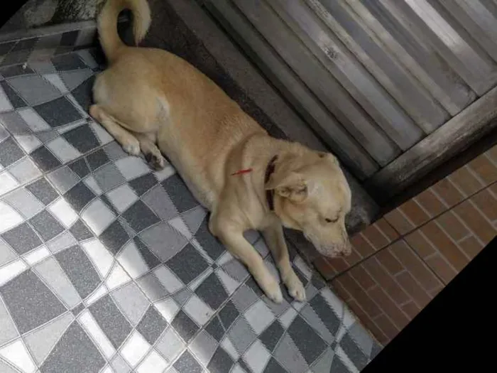 Cachorro raça Srd idade 4 anos nome Alvin