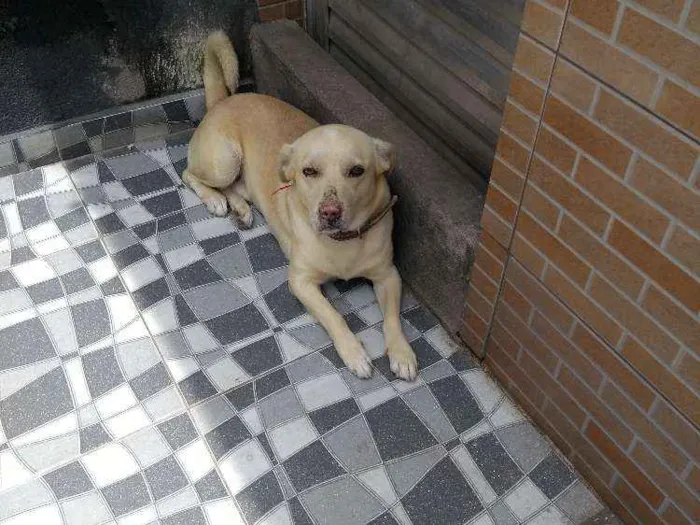 Cachorro raça Srd idade 4 anos nome Alvin