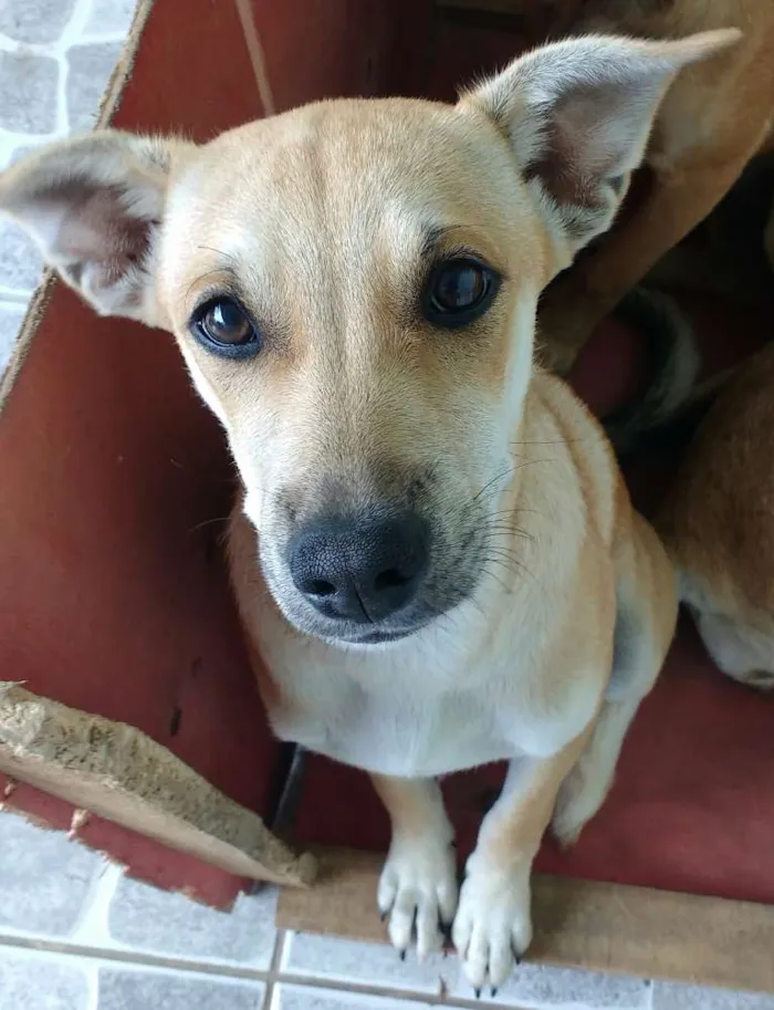 Cachorro ra a Vira lata idade 2 a 6 meses nome Sem nome