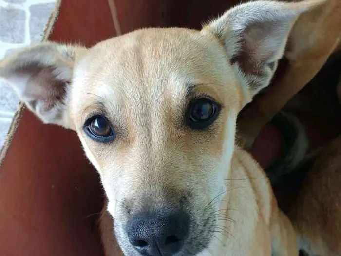 Cachorro ra a Vira lata idade 2 a 6 meses nome Sem nome