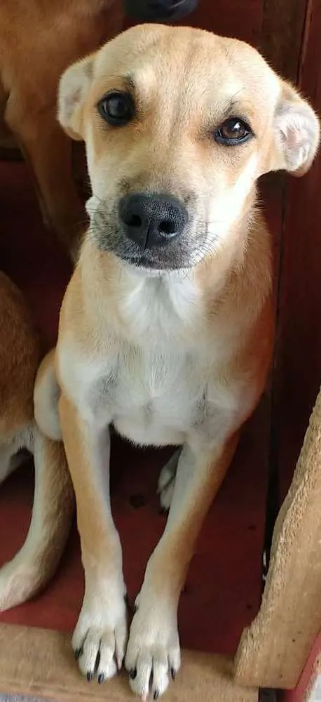 Cachorro ra a Vira lata idade 2 a 6 meses nome Sem nome