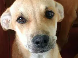 Cachorro raça Vira lata idade 2 a 6 meses nome Sem nome