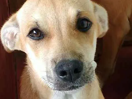 Cachorro ra a Vira lata idade 2 a 6 meses nome Sem nome