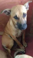 Gorda