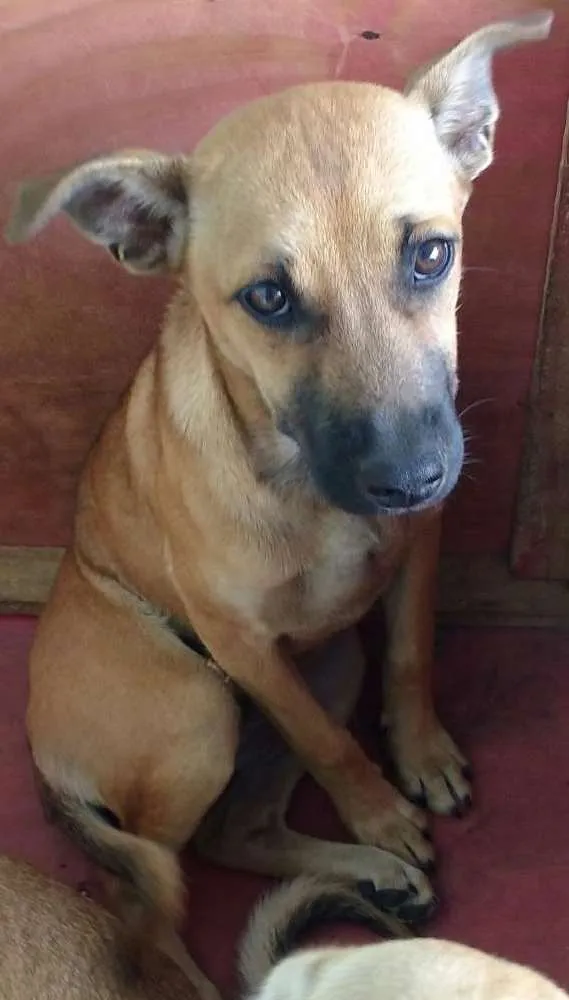 Cachorro ra a Vira lata idade 2 a 6 meses nome Gorda