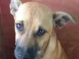 Gorda