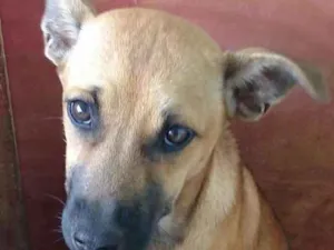Cachorro raça Vira lata idade 2 a 6 meses nome Gorda