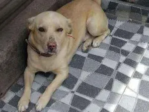 Cachorro raça Srd idade 4 anos nome Alvin