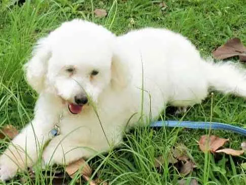 Cachorro ra a Poodle idade 6 ou mais anos nome Sofia (Idosa)
