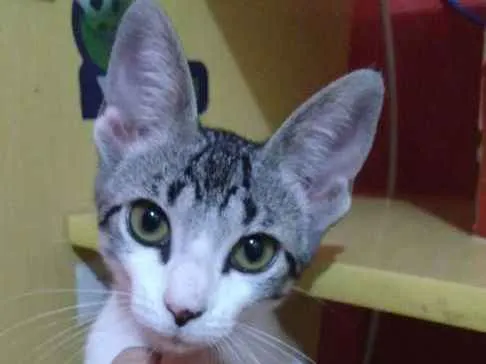 Gato ra a SRD idade 2 a 6 meses nome ORELHUDINHA
