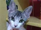 Gato raça SRD idade 2 a 6 meses nome ORELHUDINHA