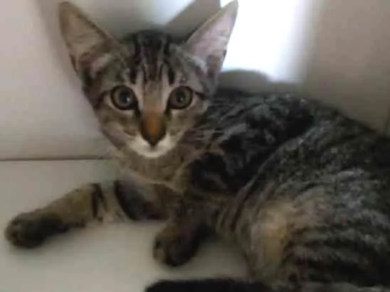 Gato ra a vira lata idade 2 a 6 meses nome sem nome