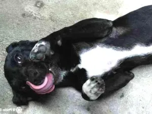Cachorro raça SRD idade 2 a 6 meses nome Mel