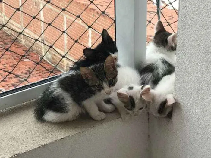 Gato raça  idade Abaixo de 2 meses nome Sem nome
