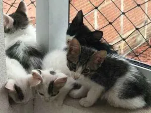 Gato raça  idade Abaixo de 2 meses nome Sem nome