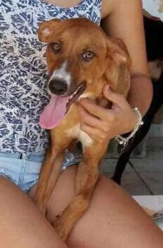 Cachorro ra a  idade 1 ano nome Nutella