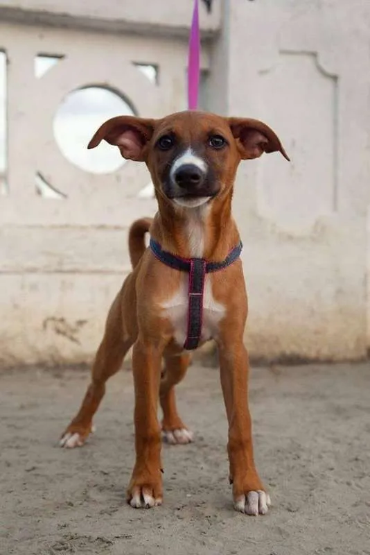 Cachorro ra a  idade 1 ano nome Nutella