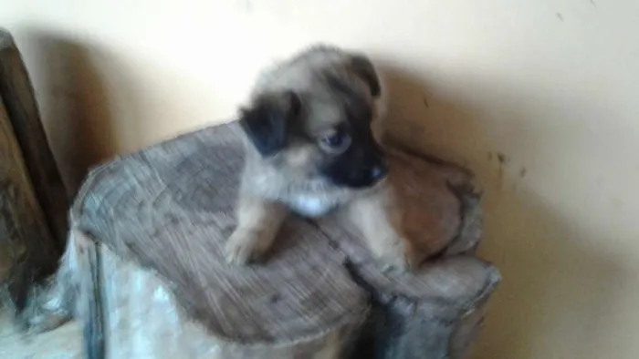 Cachorro raça Sem raça definida  idade Abaixo de 2 meses nome Cananeia/Pilar do Su