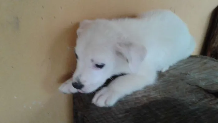 Cachorro raça Sem raça definida  idade Abaixo de 2 meses nome Cananeia/Pilar do Su