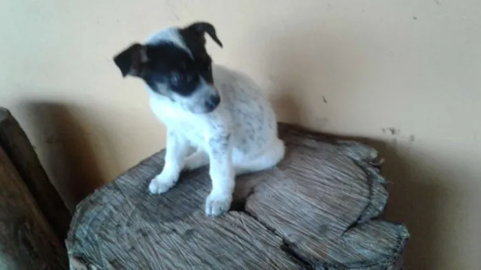 Cachorro raça Sem raça definida  idade Abaixo de 2 meses nome Cananeia/Pilar do Su