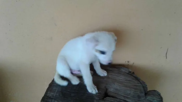 Cachorro raça Sem raça definida  idade Abaixo de 2 meses nome Cananeia/Pilar do Su
