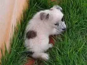 Cachorro raça Sem raça definida  idade Abaixo de 2 meses nome Cananeia/Pilar do Su