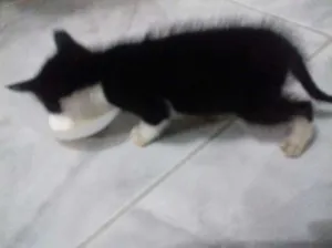 Gato raça Srd idade 2 a 6 meses nome Frajola