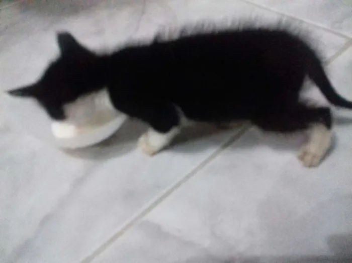 Gato ra a Srd idade 2 a 6 meses nome Frajola