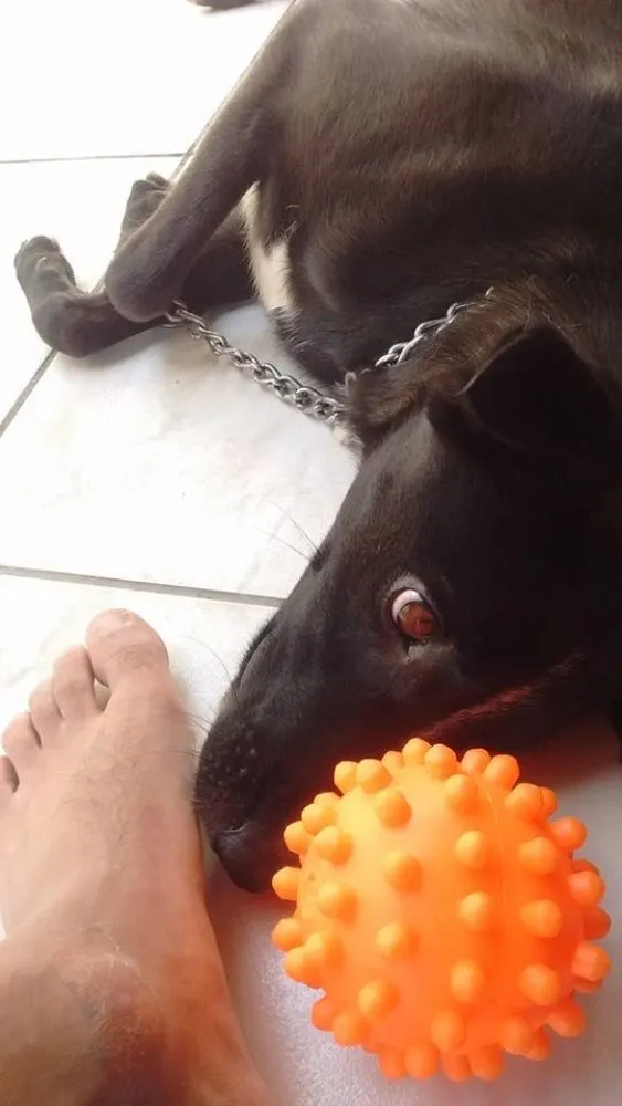 Cachorro ra a Viralata idade  nome Sophie