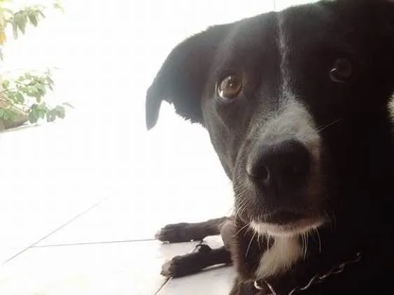 Cachorro ra a Viralata idade  nome Sophie
