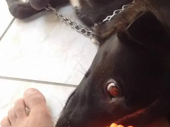 Cachorro ra a Viralata idade  nome Sophie