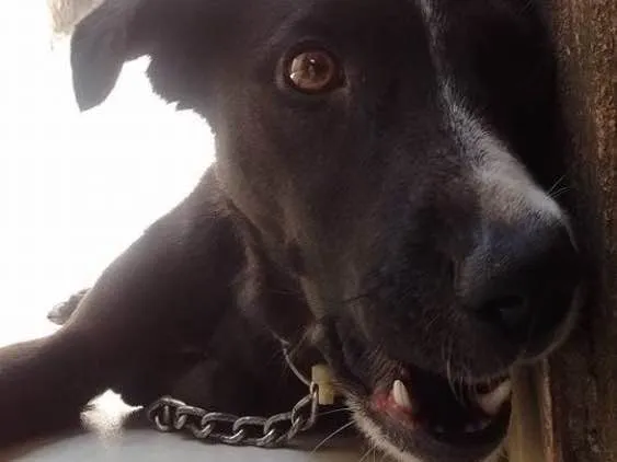 Cachorro ra a Viralata idade  nome Sophie
