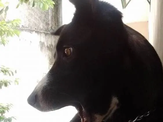 Cachorro ra a Viralata idade  nome Sophie
