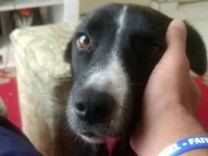 Cachorro raça Viralata idade  nome Sophie