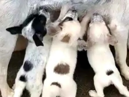 Cachorro raça Sem raça definida  idade Abaixo de 2 meses nome Cananeia/Pilar do Su