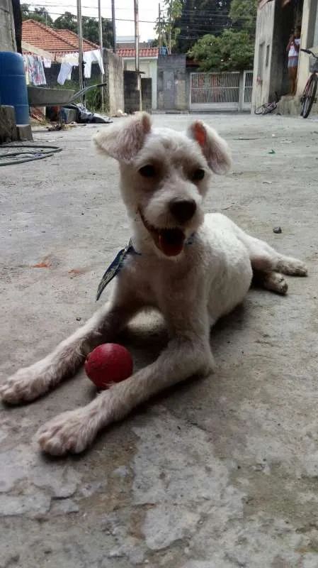 Cachorro ra a srd idade 7 a 11 meses nome Alf