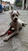 Alf