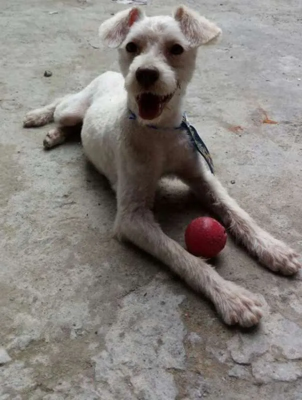 Cachorro ra a srd idade 7 a 11 meses nome Alf