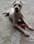 Alf