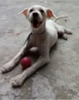 Alf