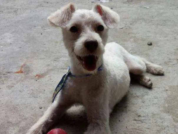 Cachorro ra a srd idade 7 a 11 meses nome Alf