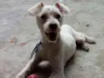 Alf