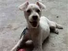 Cachorro raça srd idade 7 a 11 meses nome Alf