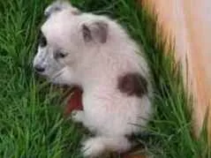 Cachorro raça Sem raça definida  idade Abaixo de 2 meses nome Cananeia/Pilar do Su