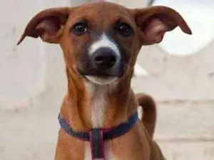 Cachorro raça  idade 1 ano nome Nutella