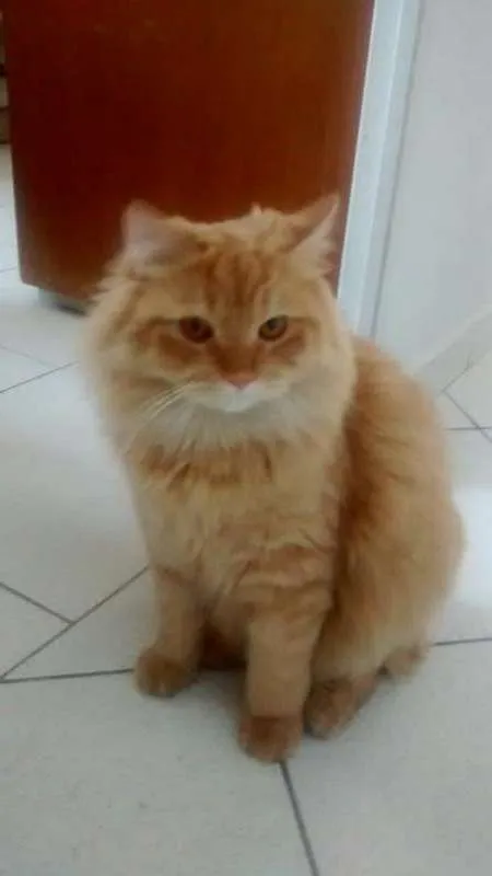 Gato ra a persa com angora idade 2 anos nome flafy