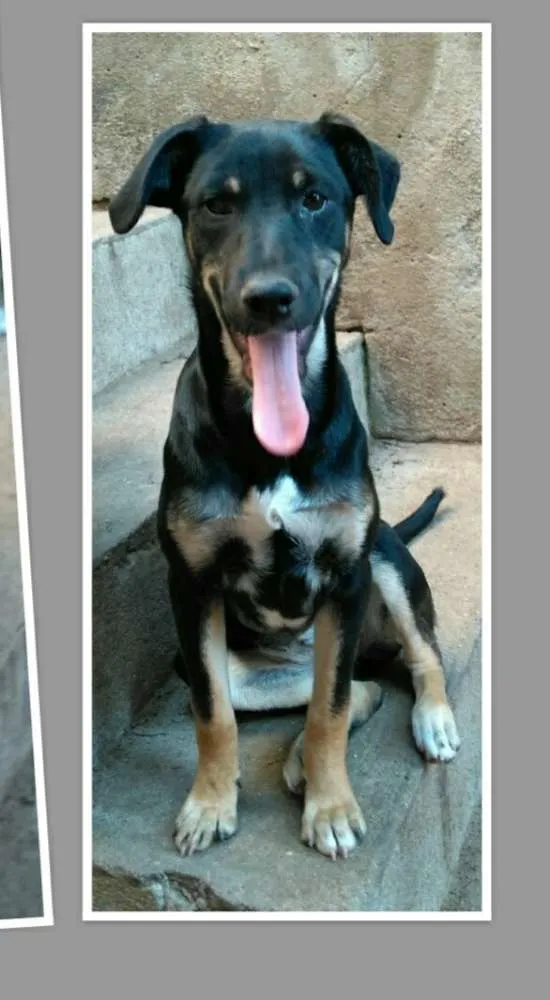 Cachorro ra a Sem raça definida idade 7 a 11 meses nome Luiza