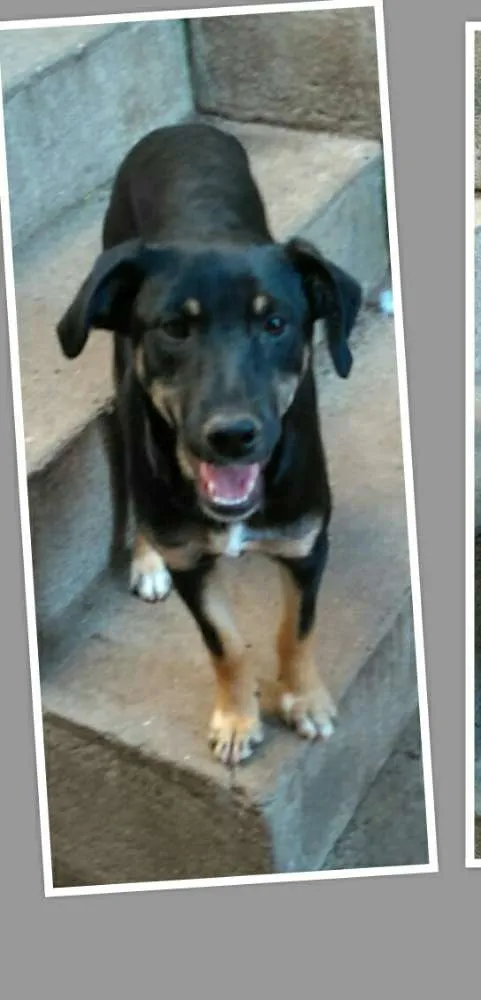 Cachorro ra a Sem raça definida idade 7 a 11 meses nome Luiza